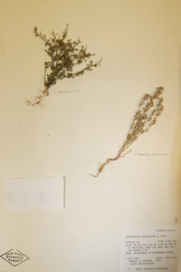 Herbarium Sheet of 